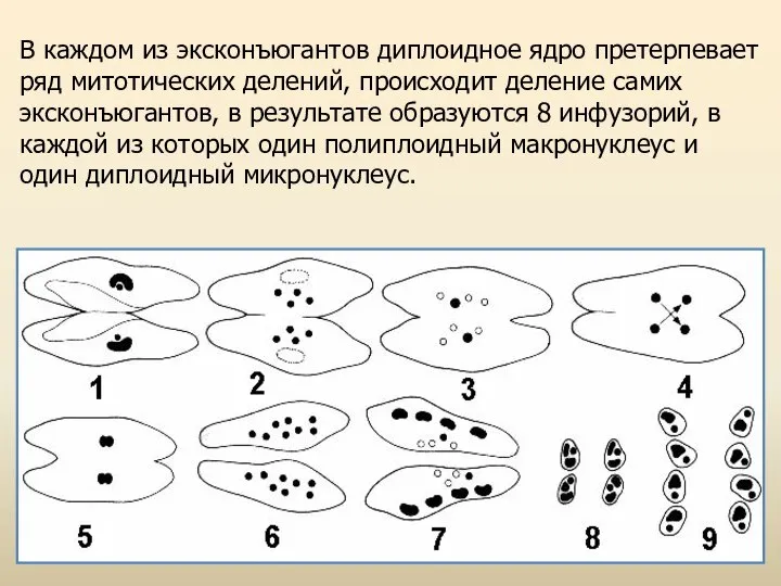 В каждом из эксконъюгантов диплоидное ядро претерпевает ряд митотических делений, происходит