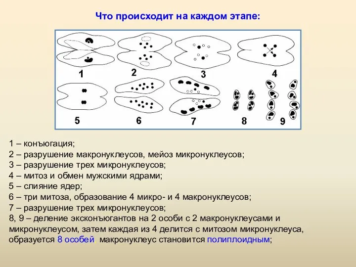 Что происходит на каждом этапе: 1 – конъюгация; 2 – разрушение