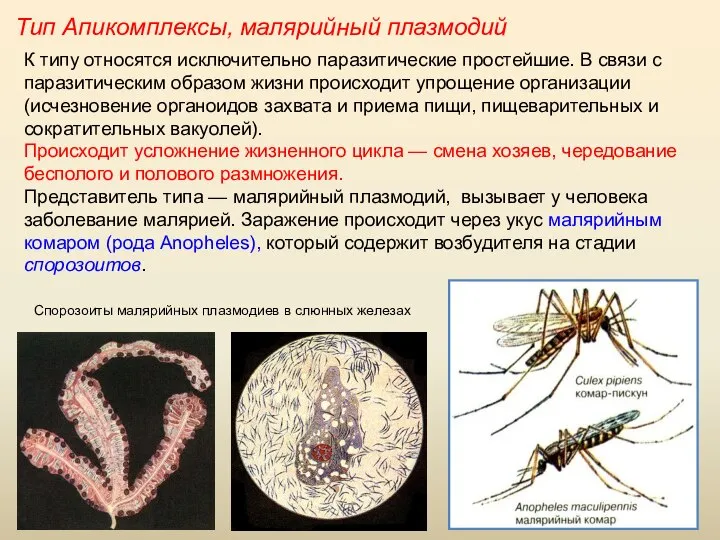 Тип Апикомплексы, малярийный плазмодий К типу относятся исключительно паразитические простейшие. В