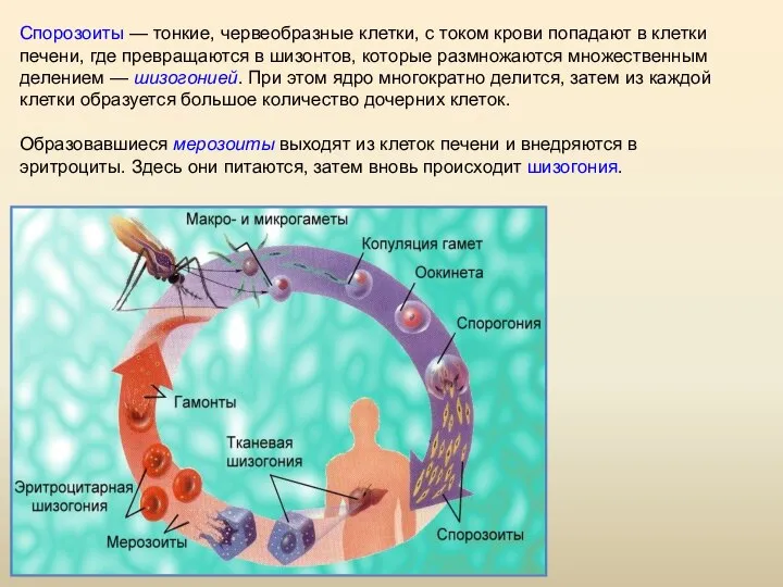 Спорозоиты — тонкие, червеобразные клетки, с током крови попадают в клетки