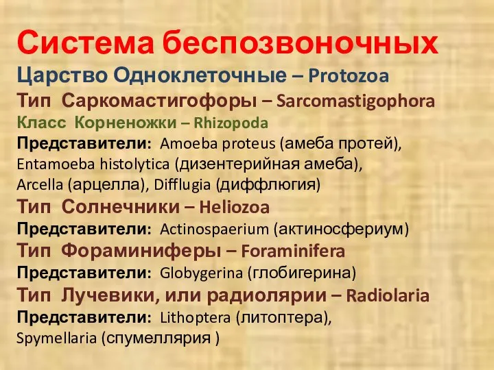 Система беспозвоночных Царство Одноклеточные – Protozoa Тип Саркомастигофоры – Sarcomastigophora Класс