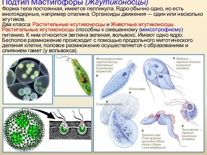 Подтип Мастигофоры (Жгутиконосцы) Форма тела постоянная, имеется пелликула. Ядро обычно одно,