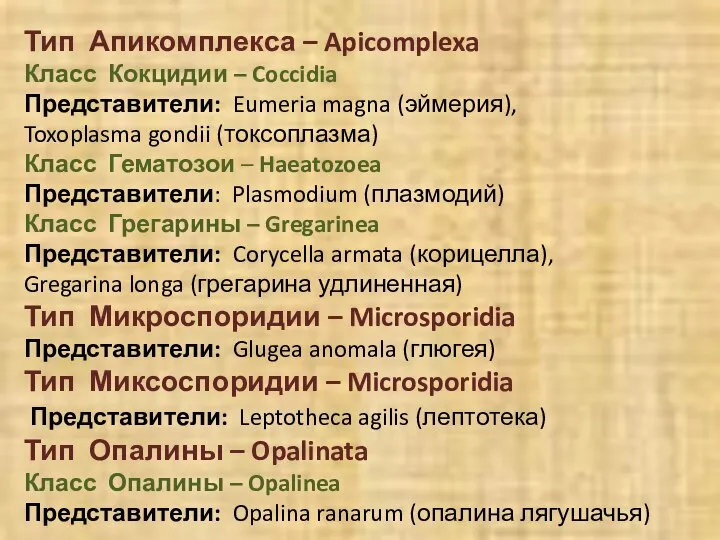 Тип Апикомплекса – Apicomplexa Класс Кокцидии – Coccidia Представители: Eumeria magna