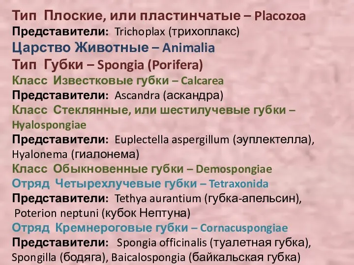 Тип Плоские, или пластинчатые – Placozoa Представители: Trichoplax (трихоплакс) Царство Животные