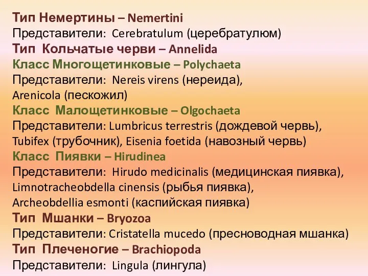 Тип Немертины – Nemertini Представители: Cerebratulum (церебратулюм) Тип Кольчатые черви –