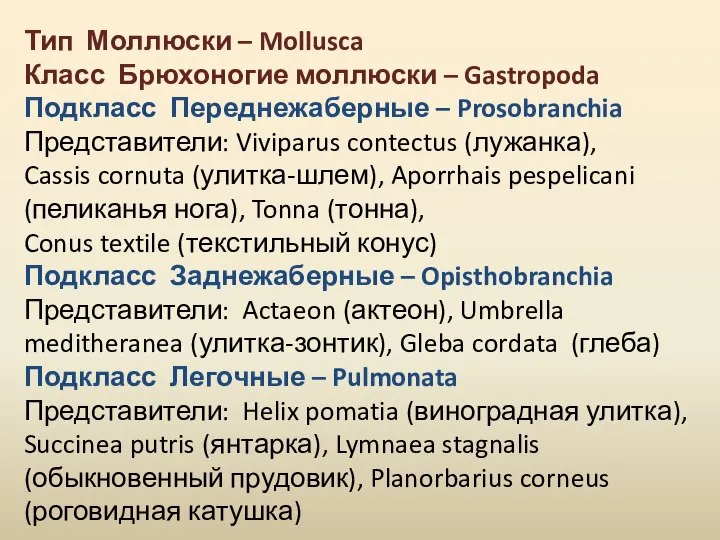 Тип Моллюски – Mollusca Класс Брюхоногие моллюски – Gastropoda Подкласс Переднежаберные