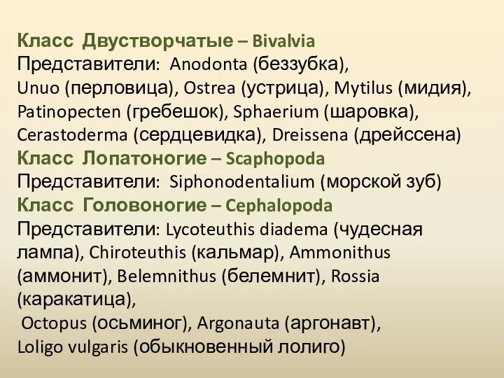 Класс Двустворчатые – Bivalvia Представители: Anodonta (беззубка), Unuo (перловица), Ostrea (устрица),