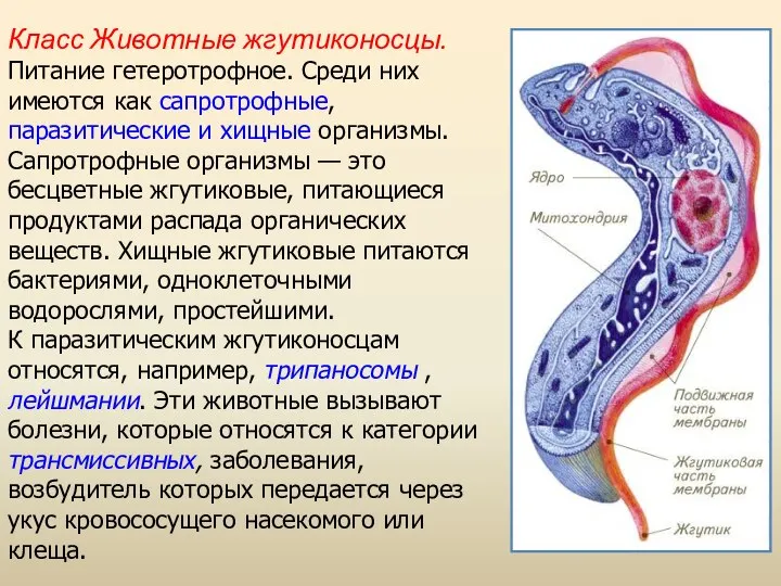 Класс Животные жгутиконосцы. Питание гетеротрофное. Среди них имеются как сапротрофные, паразитические