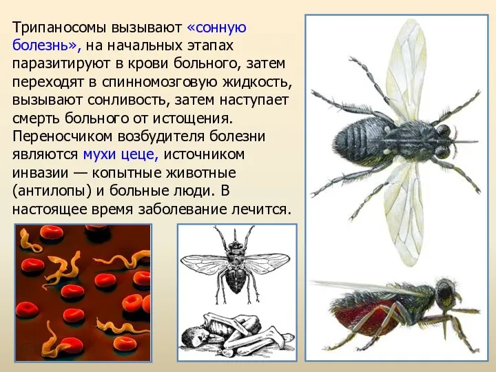 Трипаносомы вызывают «сонную болезнь», на начальных этапах паразитируют в крови больного,