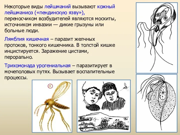 Некоторые виды лейшманий вызывают кожный лейшманиоз («пендинскую язву»), переносчиком возбудителей являются