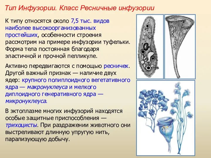 Тип Инфузории. Класс Ресничные инфузории К типу относятся около 7,5 тыс.