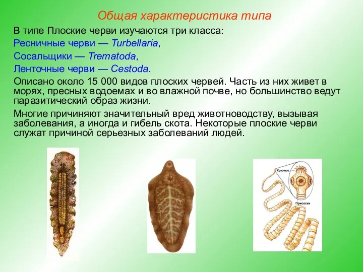 Общая характеристика типа В типе Плоские черви изучаются три класса: Ресничные