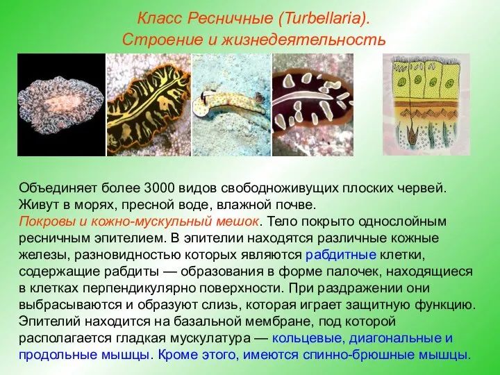 Класс Ресничные (Turbellaria). Строение и жизнедеятельность Объединяет более 3000 видов свободноживущих