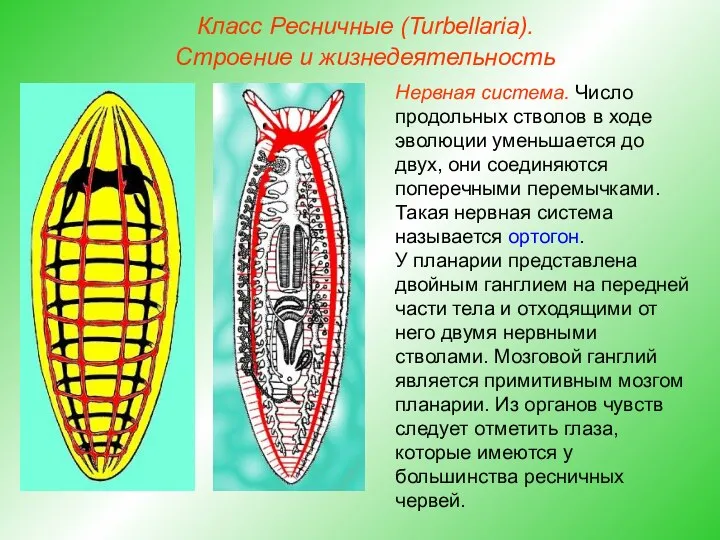 Класс Ресничные (Turbellaria). Строение и жизнедеятельность Нервная система. Число продольных стволов