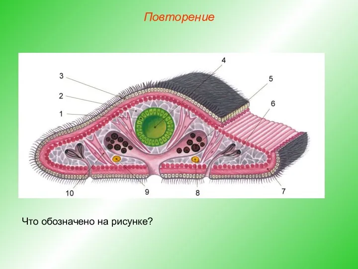 Повторение Что обозначено на рисунке?