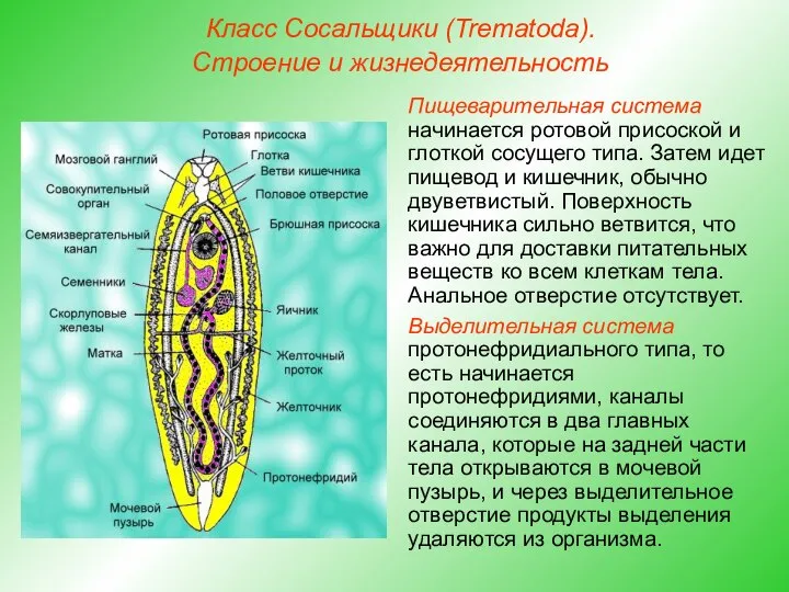 Класс Сосальщики (Trematoda). Строение и жизнедеятельность Пищеварительная система начинается ротовой присоской