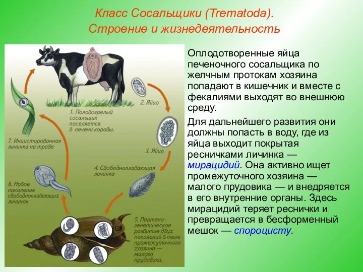 Класс Сосальщики (Trematoda). Строение и жизнедеятельность Оплодотворенные яйца печеночного сосальщика по