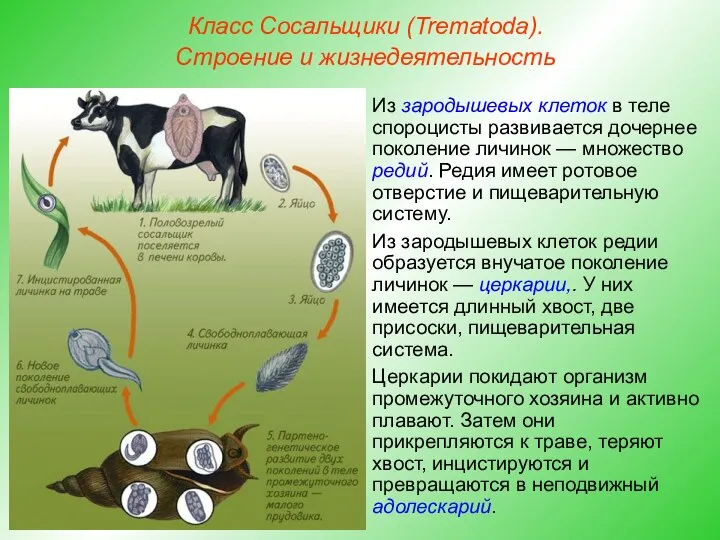 Класс Сосальщики (Trematoda). Строение и жизнедеятельность Из зародышевых клеток в теле