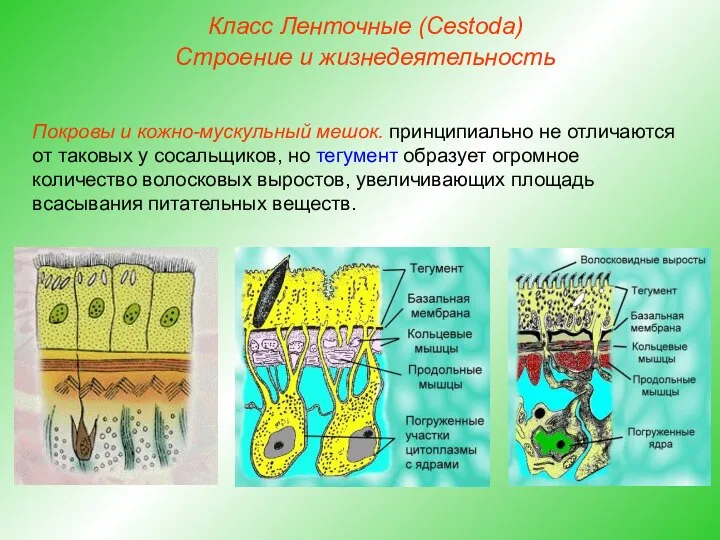 Класс Ленточные (Cestoda) Строение и жизнедеятельность Покровы и кожно-мускульный мешок. принципиально