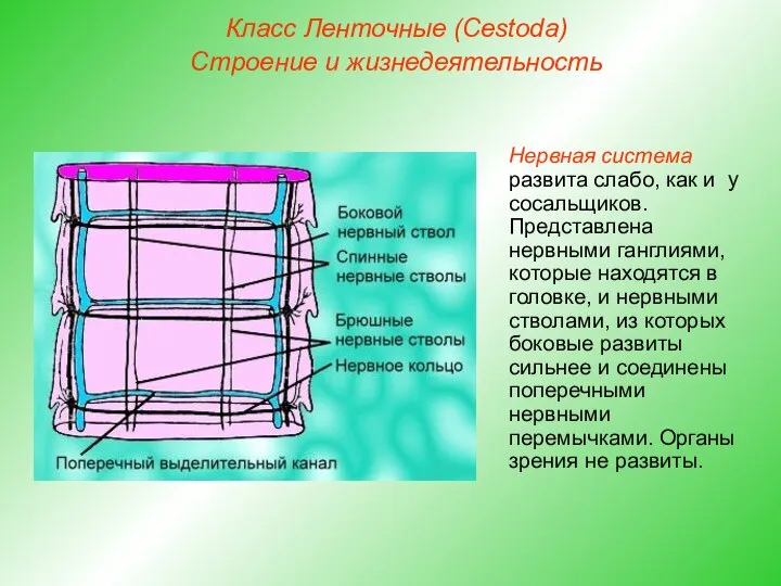 Класс Ленточные (Cestoda) Строение и жизнедеятельность Нервная система развита слабо, как