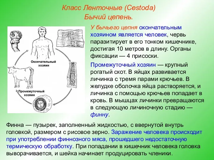 Класс Ленточные (Cestoda) Бычий цепень. У бычьего цепня окончательным хозяином является