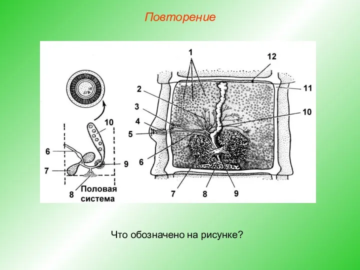 Повторение Что обозначено на рисунке?