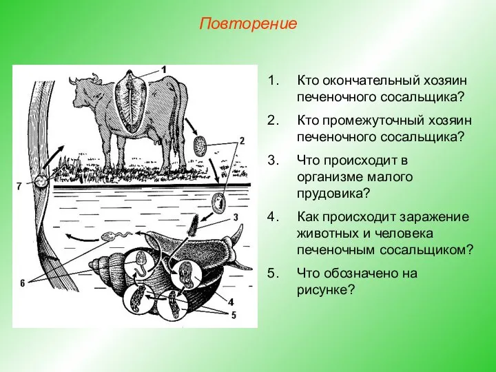 Повторение Кто окончательный хозяин печеночного сосальщика? Кто промежуточный хозяин печеночного сосальщика?