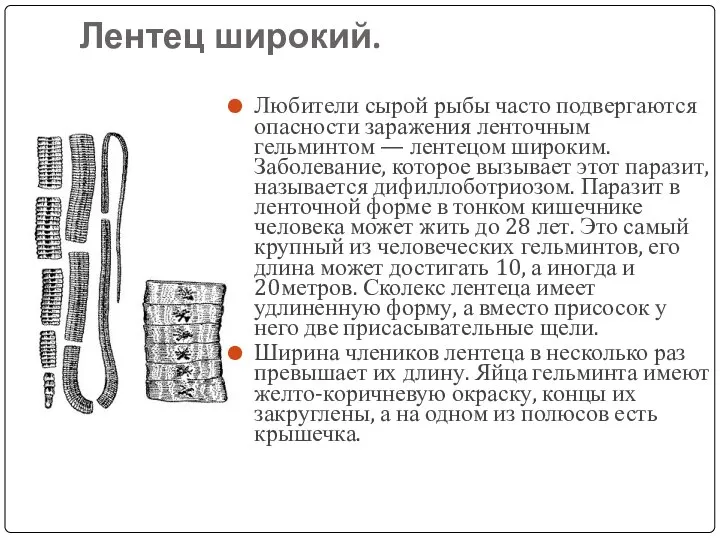 Лентец широкий. Любители сырой рыбы часто подвергаются опасности заражения ленточным гельминтом