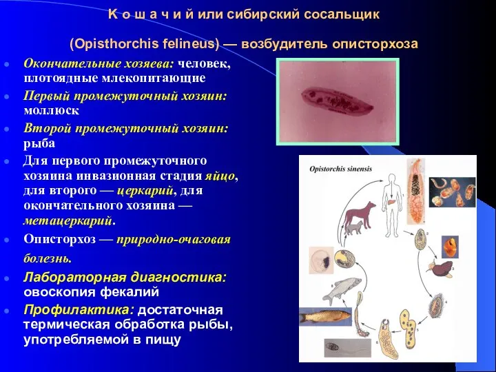 K о ш а ч и й или сибирский сосальщик (Opisthorchis