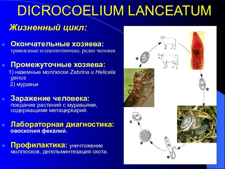 DICROCOELIUM LANCEATUM Жизненный цикл: Окончательные хозяева: травоядные млекопитающие, редко человек Промежуточные