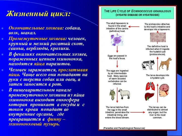 Жизненный цикл: Окончательные хозяева: собака, волк, шакал. Промежуточные хозяева: человек, крупный