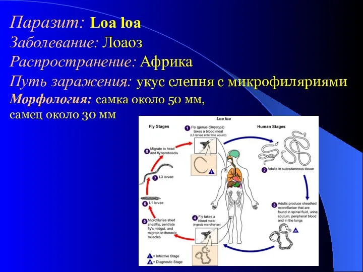 Паразит: Loa loa Заболевание: Лоаоз Распространение: Африка Путь заражения: укус слепня