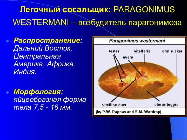 Легочный сосальщик: PARAGONIMUS WESTERMANI – возбудитель парагонимоза Распространение: Дальний Восток, Центральная