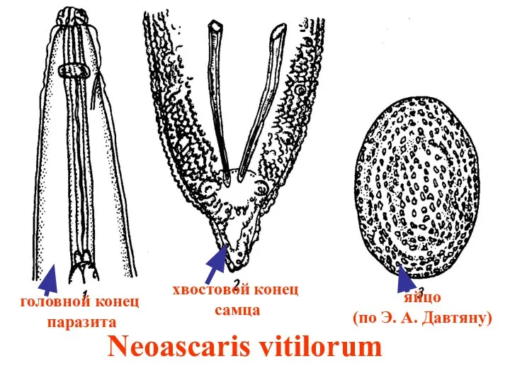 Neoascaris vitilorum головной конец паразита хвостовой конец самца яйцо (по Э. А. Давтяну)