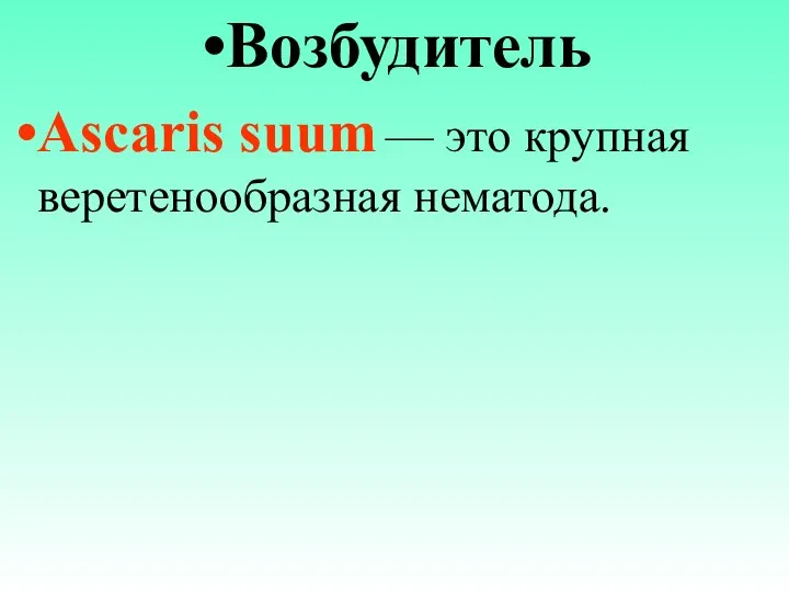 Возбудитель Ascaris suum — это крупная веретенообразная нематода.