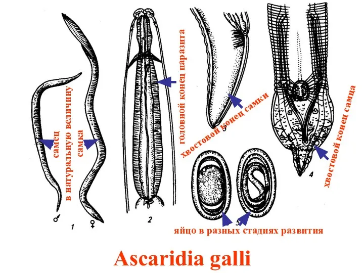 Ascaridia galli самец в натуральную величину самка головной конец паразита хвостовой