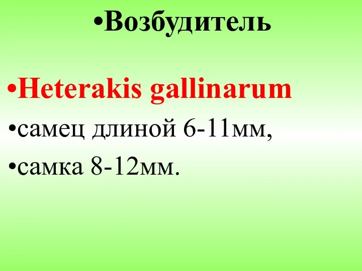 Возбудитель Heterakis gallinarum самец длиной 6-11мм, самка 8-12мм.