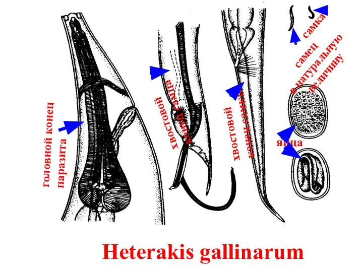 Heterakis gallinarum головной конец паразита хвостовой конец самца хвостовой конец самки