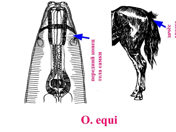 O. equi передний конец тела самки зачёс хвоста