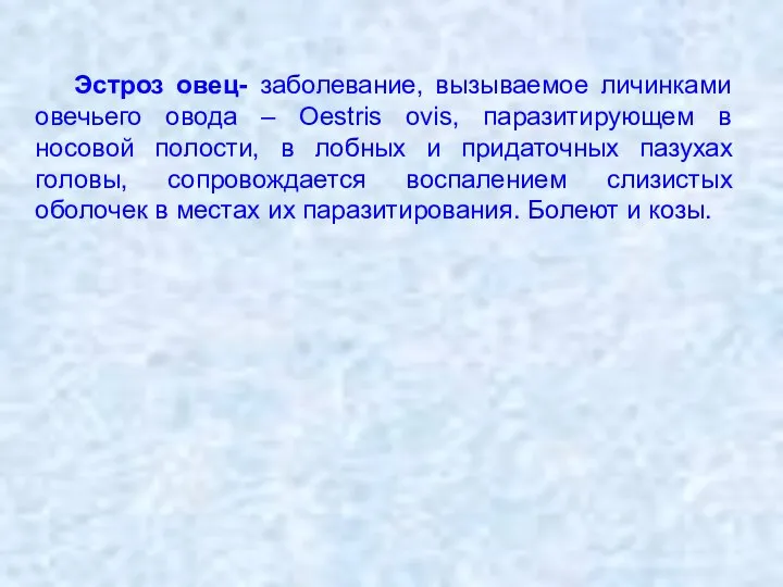 Эстроз овец- заболевание, вызываемое личинками овечьего овода – Oestris ovis, паразитирующем