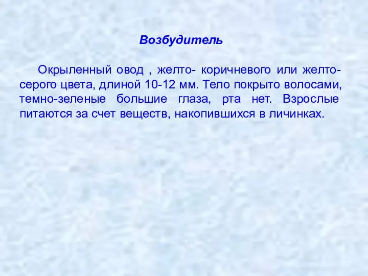 Возбудитель Окрыленный овод , желто- коричневого или желто-серого цвета, длиной 10-12