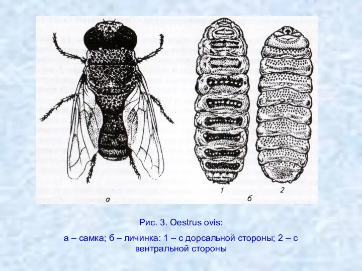 Рис. 3. Oestrus ovis: а – самка; б – личинка: 1