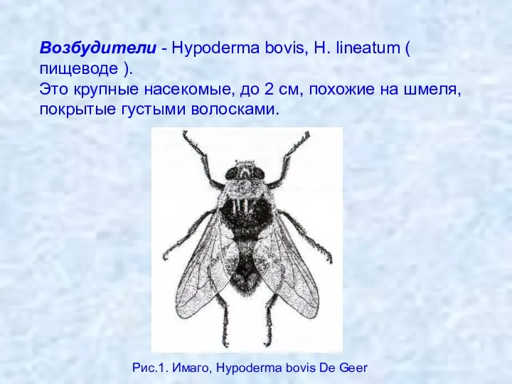 Возбудители - Hypoderma bovis, H. linеatum ( пищеводе ). Это крупные