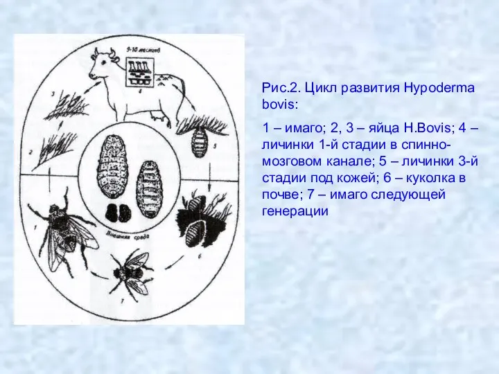 Рис.2. Цикл развития Hypoderma bovis: 1 – имаго; 2, 3 –