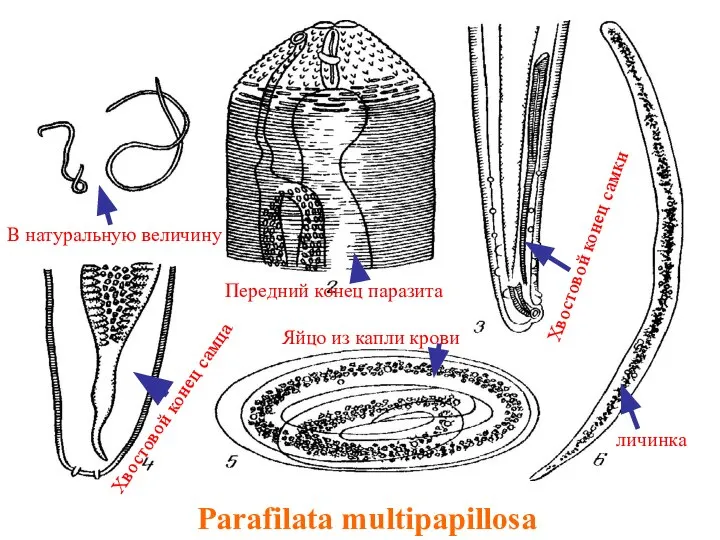 Parafilata multipapillosa В натуральную величину Передний конец паразита Хвостовой конец самки