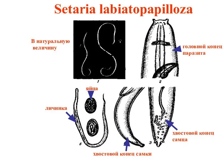Setaria labiatopapilloza В натуральную величину головной конец паразита хвостовой конец самца личинка хвостовой конец самки яйца