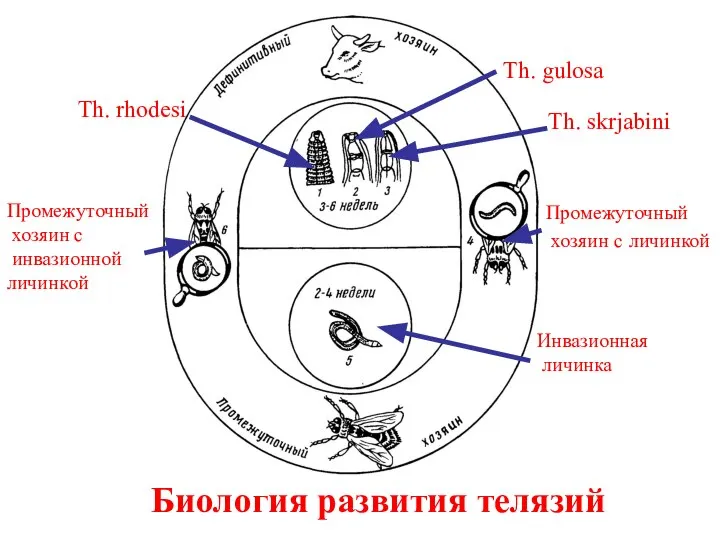 Биология развития телязий Th. rhodesi Th. gulosa Th. skrjabini Промежуточный хозяин