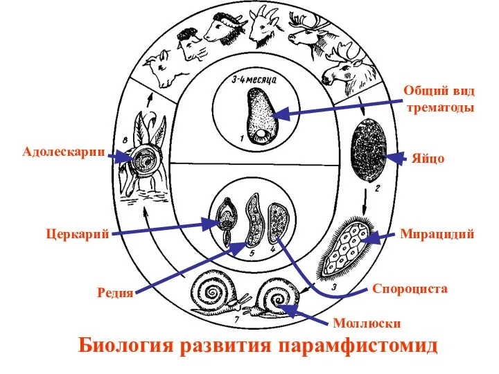 Биология развития парамфистомид Моллюски Церкарий Адолескарии Редия Спороциста Мирацидий Яйцо Общий вид трематоды