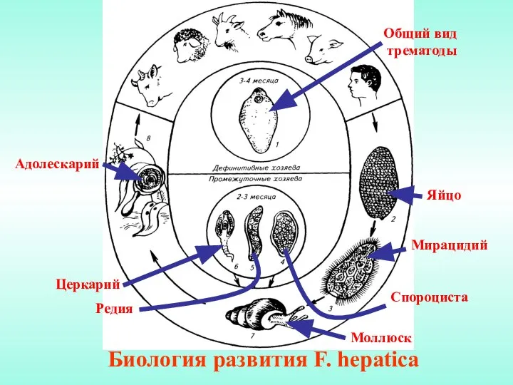 Биология развития F. hepatica Общий вид трематоды Яйцо Мирацидий Спороциста Редия Церкарий Моллюск Адолескарий