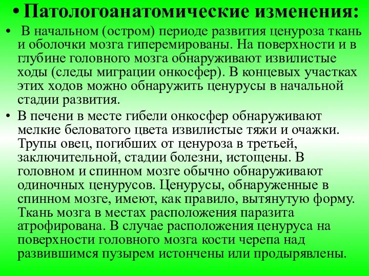 Патологоанатомические изменения: В начальном (остром) периоде развития ценуроза ткань и оболочки